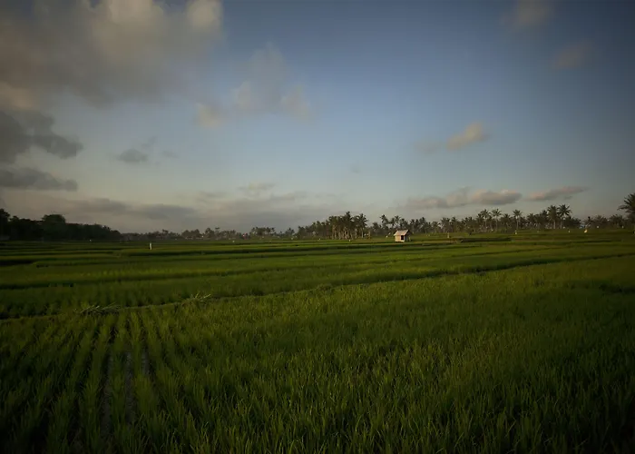 The Sawah & Resort